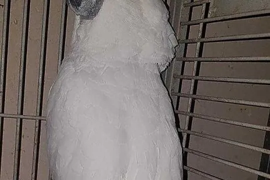 Kakadu Alba -dorosły samiec, Skokowa