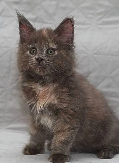Maine Coon niebieska szylkretowa koteczka Jana Nannarella*PL, Mazowieckie, Słupno