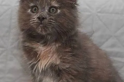 Maine Coon niebieska szylkretowa koteczka Jana Nannarella*PL, Mazowieckie, Słupno