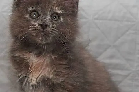 Maine Coon niebieska szylkretowa koteczka Jana Nannarella*PL, Mazowieckie, Słupno