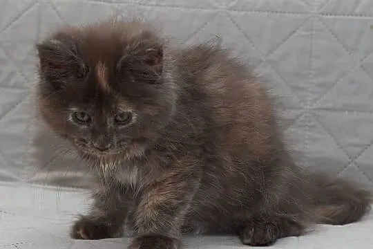 Maine Coon niebieska szylkretowa koteczka Jana Nannarella*PL, Mazowieckie, Słupno