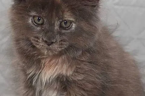 Maine Coon niebieska szylkretowa koteczka Jana Nannarella*PL, Mazowieckie, Słupno