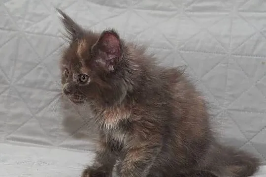 Maine Coon niebieska szylkretowa koteczka Jana Nannarella*PL, Mazowieckie, Słupno