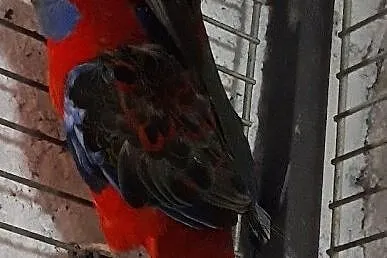 Papugi sprzedam, Śląskie, Wodzisław Śląski