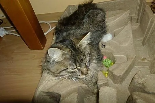 Młoda kudłata kotka Lucy szuka domu!,  dolnośląskie Wrocław