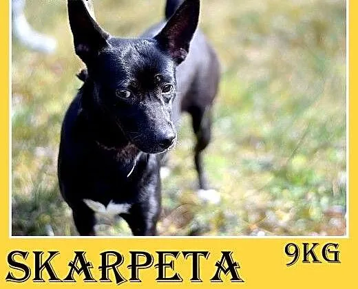 9kg,wesoła,łagodna,towarzyska,smukła suczka SKARPE