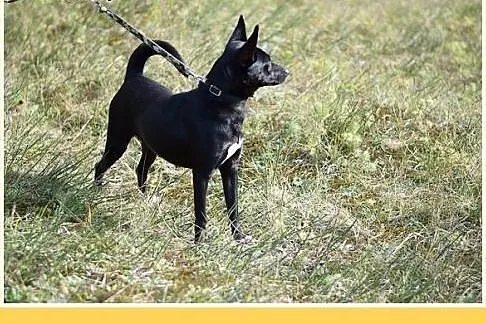 9kg,wesoła,łagodna,towarzyska,smukła suczka SKARPE