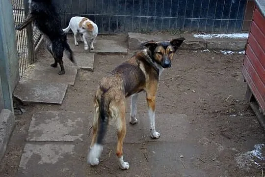 Wilda szuka nowego domu