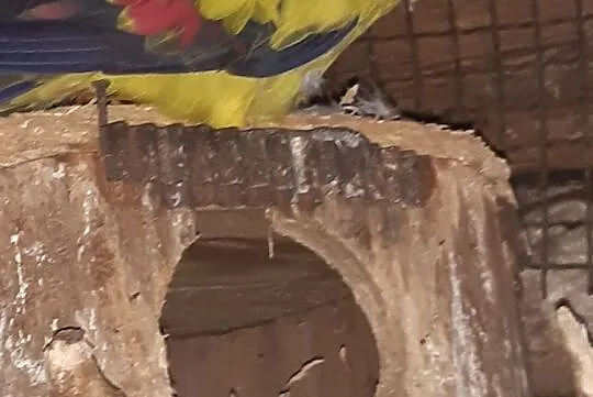 Papuga górska samiec i mlode, Śląskie, Wodzisław Śląski