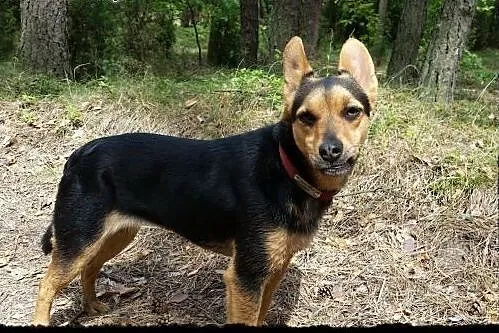 3 letnia ZĘBUSZKA 8kg szuka domku&#8230;najlep
