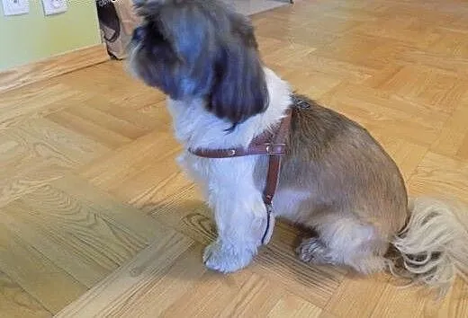 Dopuszczę Shih tzu, wielkopolskie Poznań