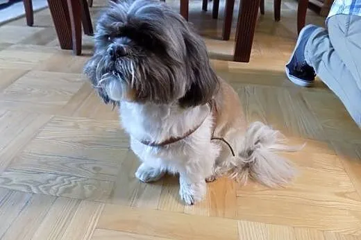 Dopuszczę Shih tzu,  wielkopolskie Poznań