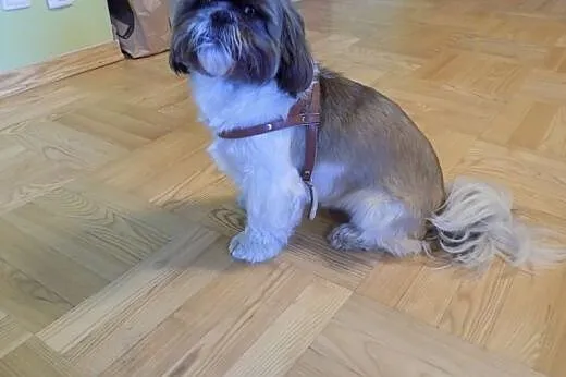 Dopuszczę Shih tzu,  wielkopolskie Poznań