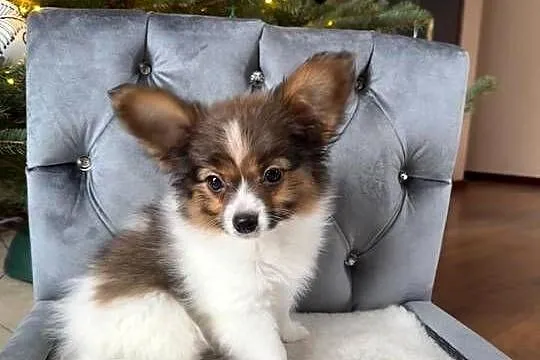 Papillon szczeniak Spaniel kontynentalny miniaturowy piesek