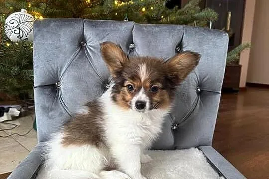 Papillon szczeniak Spaniel kontynentalny miniaturowy piesek, Śląskie, Dudki