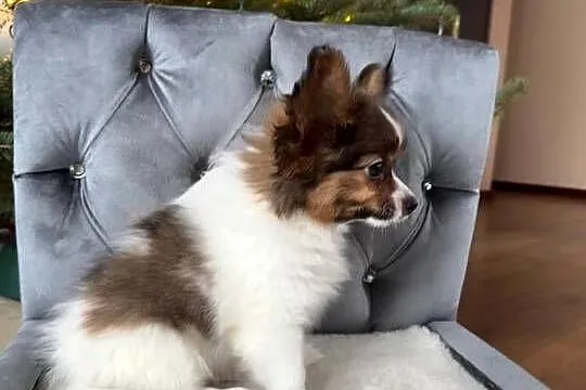 Papillon szczeniak Spaniel kontynentalny miniaturowy piesek, Śląskie, Dudki