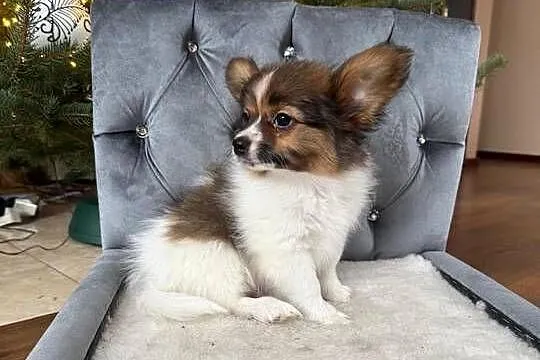 Papillon szczeniak Spaniel kontynentalny miniaturowy piesek, Śląskie, Dudki
