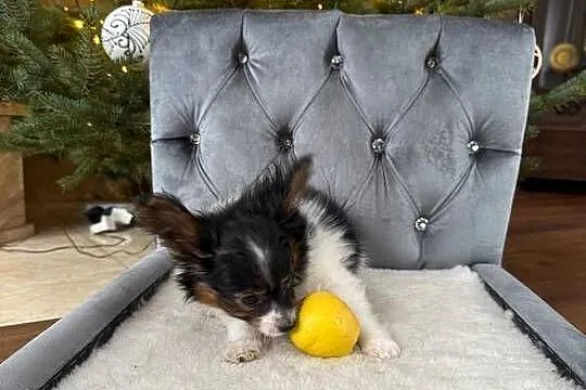 Papillon szczeniak Spaniel kontynentalny miniaturowy piesek, Śląskie, Dudki