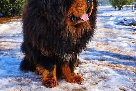 Mastif Tybetański szczeniak, Świętokrzyskie, Sandomierz