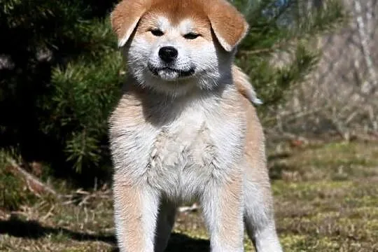 Akita inu akita japońska samiec po Championie Polski gotowy do odbioru