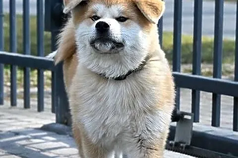 Akita inu akita japońska samiec po Championie Polski gotowy do odbioru, Śląskie, Częstochowa