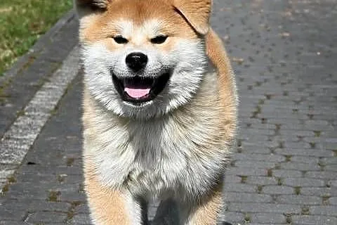 Akita inu akita japońska samiec po Championie Polski gotowy do odbioru, Śląskie, Częstochowa
