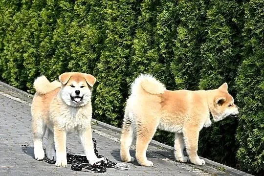 Akita inu akita japońska samiec po Championie Polski gotowy do odbioru, Śląskie, Częstochowa