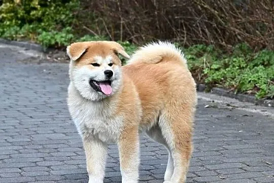 Akita inu akita japońska samiec po Championie Polski gotowy do odbioru, Śląskie, Częstochowa