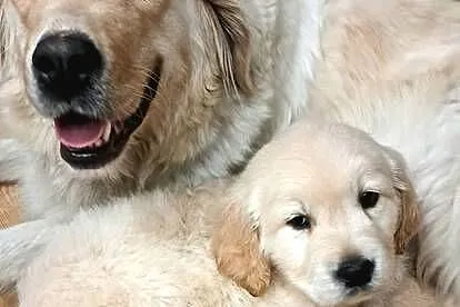 Golden Retriever, Podkarpackie, Rzeszów