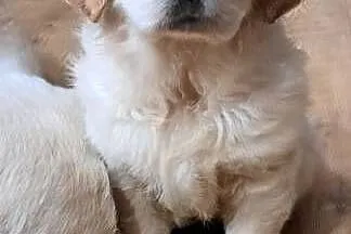 Golden Retriever, Podkarpackie, Rzeszów