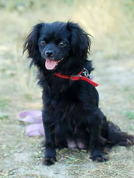 Agatka- w typie pekińczyka lub king charles spanie