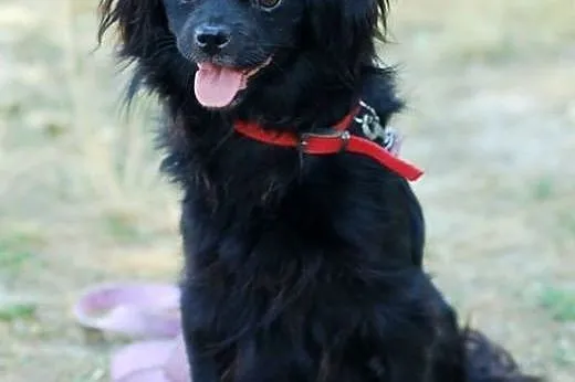 Agatka- w typie pekińczyka lub king charles spanie