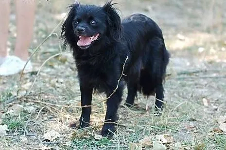Agatka- w typie pekińczyka lub king charles spanie
