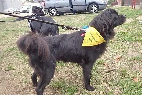 Agatka- w typie pekińczyka lub king charles spanie