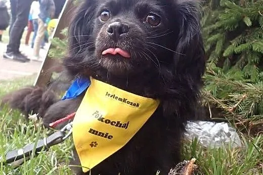 Agatka- w typie pekińczyka lub king charles spanie