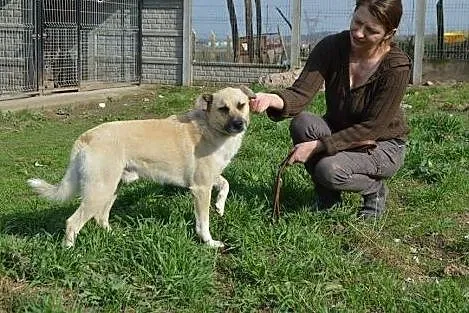 Leo dwuletni przyjazny psiak,  małopolskie Kraków