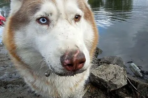 Timur - wspaniały rudy mix husky czeka na dom,  śl