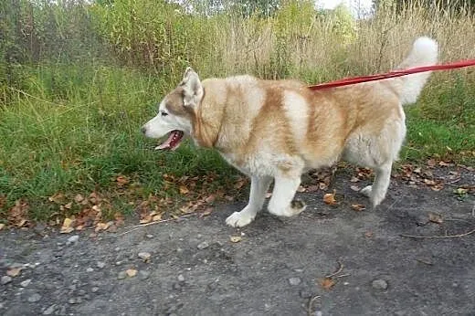 Timur - wspaniały rudy mix husky czeka na dom,  śl
