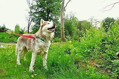 Timur - wspaniały rudy mix husky czeka na dom,  śl