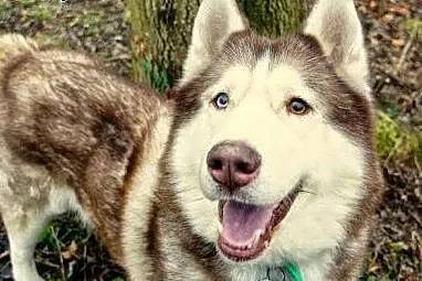Timur - wspaniały rudy mix husky czeka na dom,  śl
