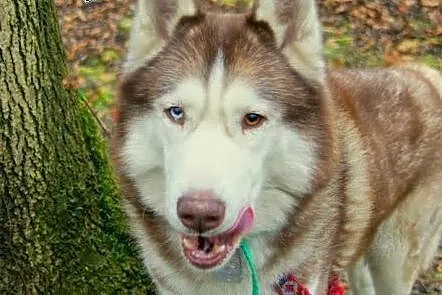 Timur - wspaniały rudy mix husky czeka na dom,  śl