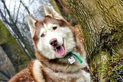 Timur - wspaniały rudy mix husky czeka na dom,  śl