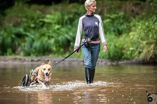 Kręcą się szybciutko koła, to TOFFIKA mordka wesołka :), Śląskie, Gliwice