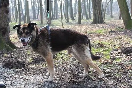 Towarzyski psi senior Boryś,  dolnośląskie Wrocław