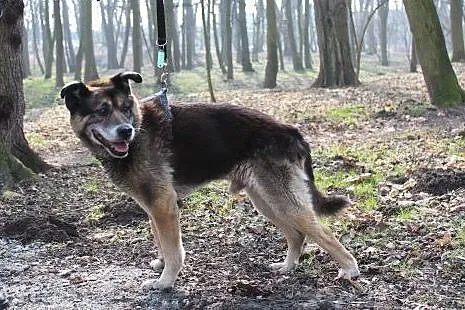 Towarzyski psi senior Boryś,  dolnośląskie Wrocław