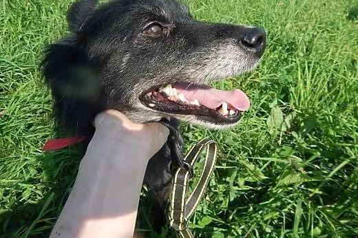Frugo potrzebuje kochającego opiekuna,  Kundelki c