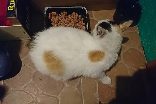 Roczna, wystrylizowana kotka Truskawka szuka domu