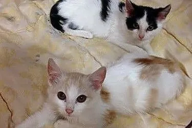 Dexter, Dyzio i Denis,  łódzkie Łódź
