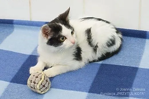 Dexter, Dyzio i Denis,  łódzkie Łódź