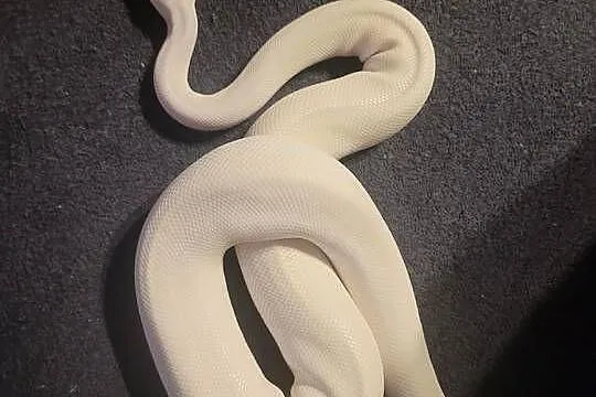 Samica super mojave